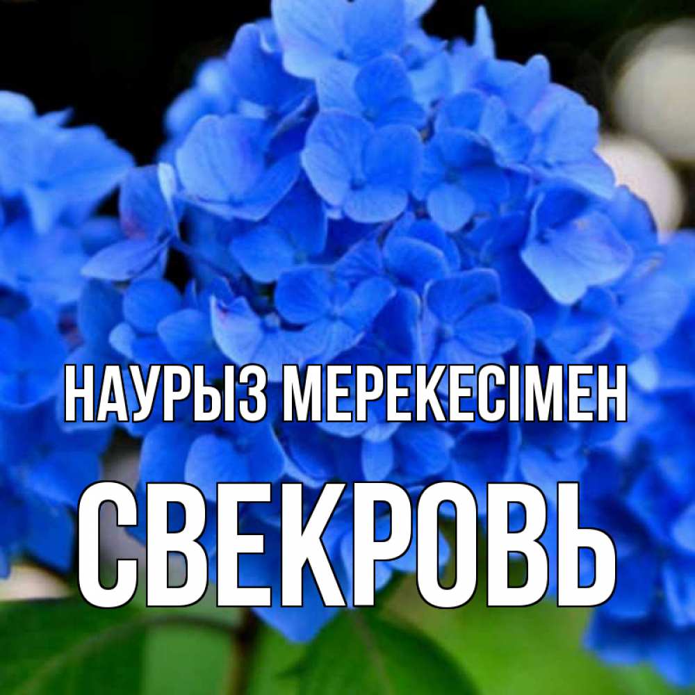 Күн сайын ашық хат с именем, Свекровь Наурыз мерекесімен синие цветы Онлайн тегін жүктеп алу тілектері бар керемет карта 