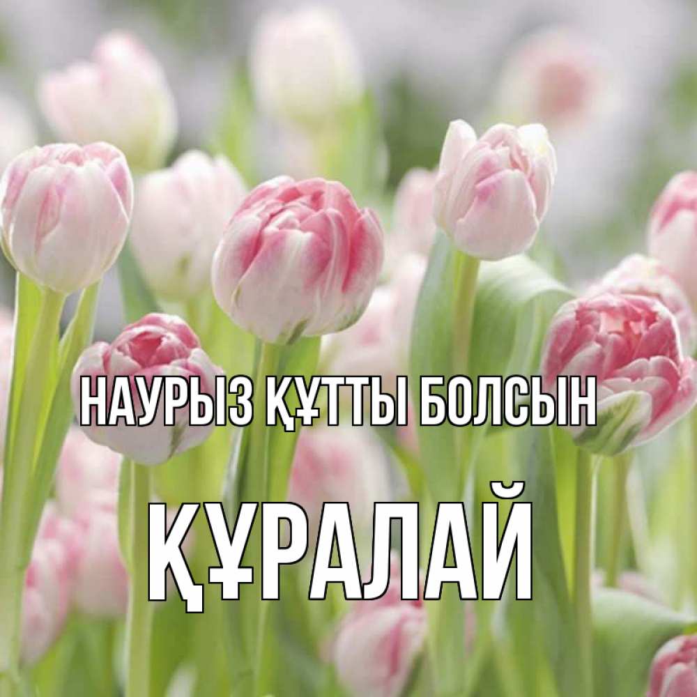 Күн сайын ашық хат с именем, ҚҰРАЛАЙ Наурыз құтты болсын цветы Онлайн тегін жүктеп алу тілектері бар керемет карта 