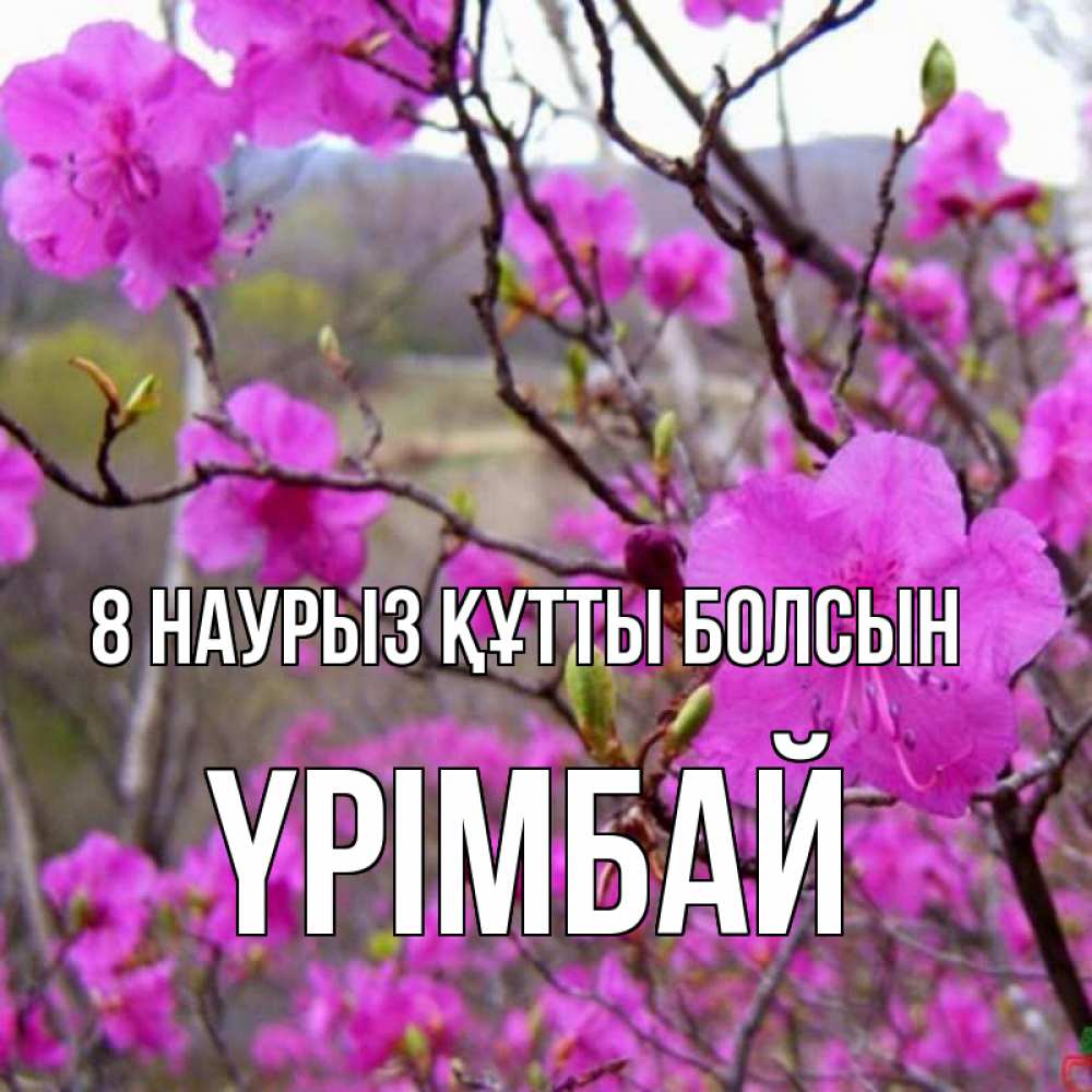 Күн сайын ашық хат с именем, ҮРІМБАЙ 8 наурыз құтты болсын международный женский день Онлайн тегін жүктеп алу тілектері бар керемет карта 