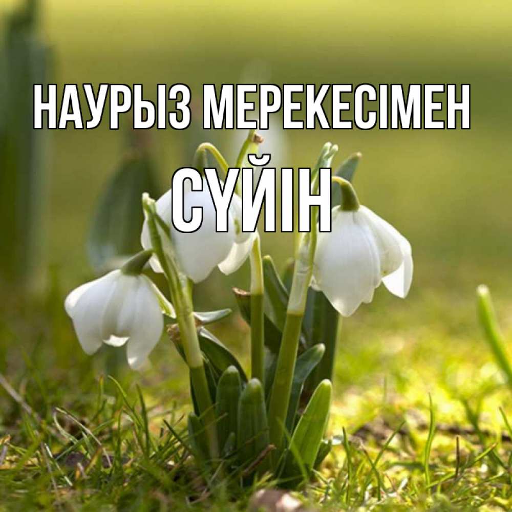 Күн сайын ашық хат с именем, СҮЙІН Наурыз мерекесімен ранние цветы 2 Онлайн тегін жүктеп алу тілектері бар керемет карта 