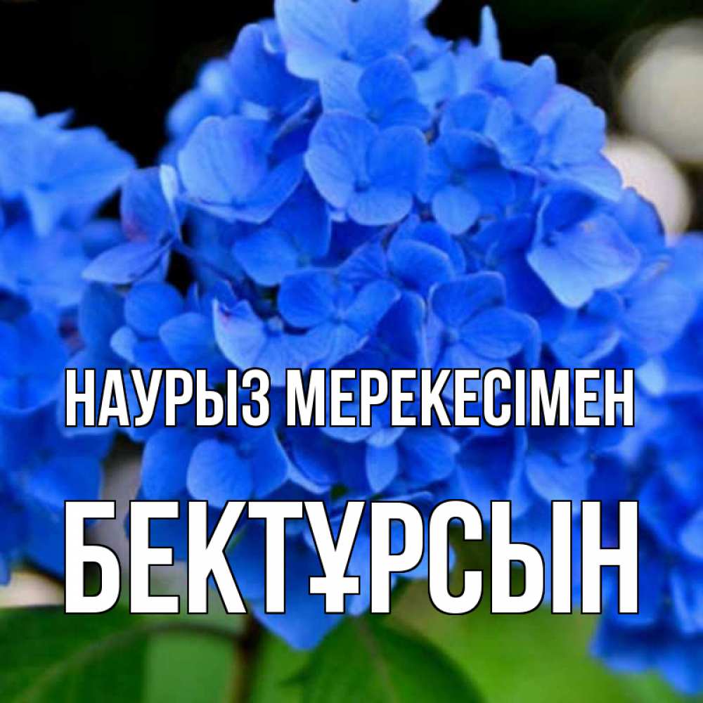 Күн сайын ашық хат с именем, Бектұрсын Наурыз мерекесімен синие цветы Онлайн тегін жүктеп алу тілектері бар керемет карта 