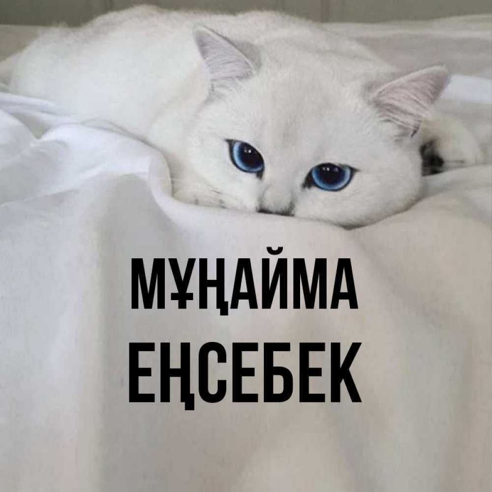 Күн сайын ашық хат с именем, Еңсебек Мұңайма Голубоглазая кошка Онлайн тегін жүктеп алу тілектері бар керемет карта 