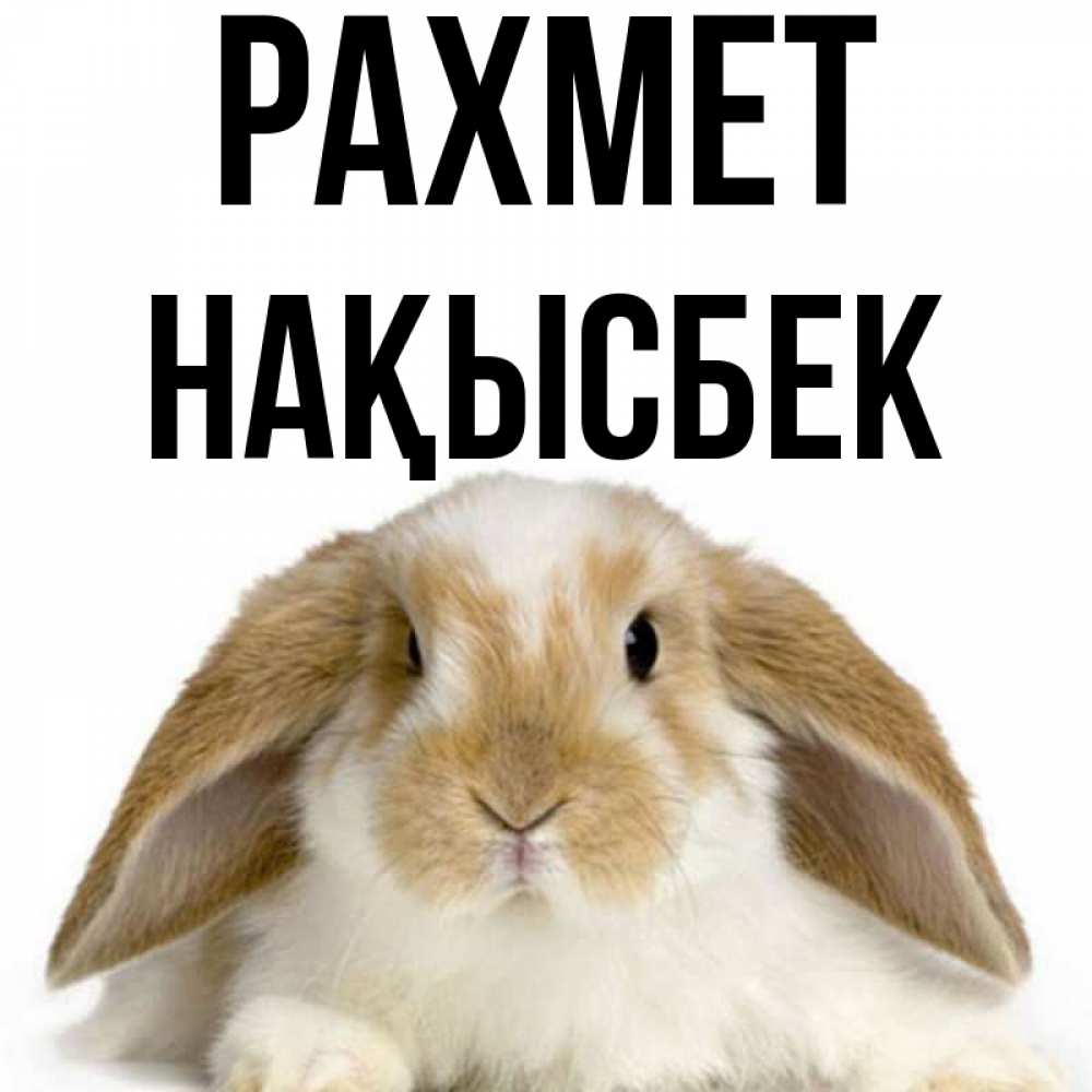 Күн сайын ашық хат с именем, НАҚЫСБЕК рахмет коричнево белый заяц Онлайн тегін жүктеп алу тілектері бар керемет карта 