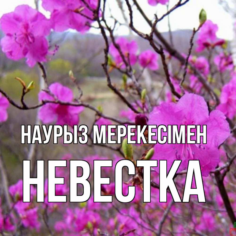 Күн сайын ашық хат с именем, Невестка Наурыз мерекесімен праздник весны наурыз Онлайн тегін жүктеп алу тілектері бар керемет карта 