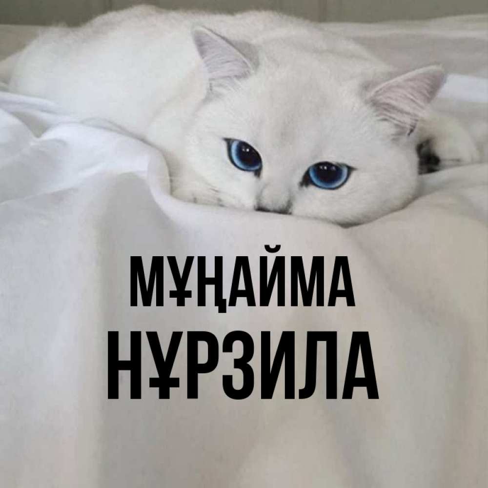 Күн сайын ашық хат с именем, НҰРЗИЛА Мұңайма Голубоглазая кошка Онлайн тегін жүктеп алу тілектері бар керемет карта 