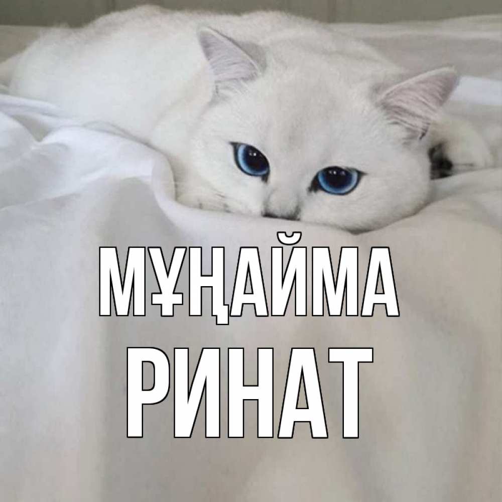 Күн сайын ашық хат с именем, Ринат Мұңайма белый кот с голубыми глазами на белоснежной кровати Онлайн тегін жүктеп алу тілектері бар керемет карта 