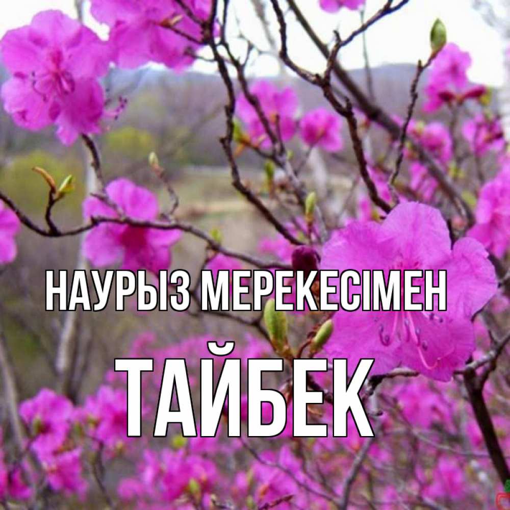 Күн сайын ашық хат с именем, ТАЙБЕК Наурыз мерекесімен праздник весны наурыз Онлайн тегін жүктеп алу тілектері бар керемет карта 