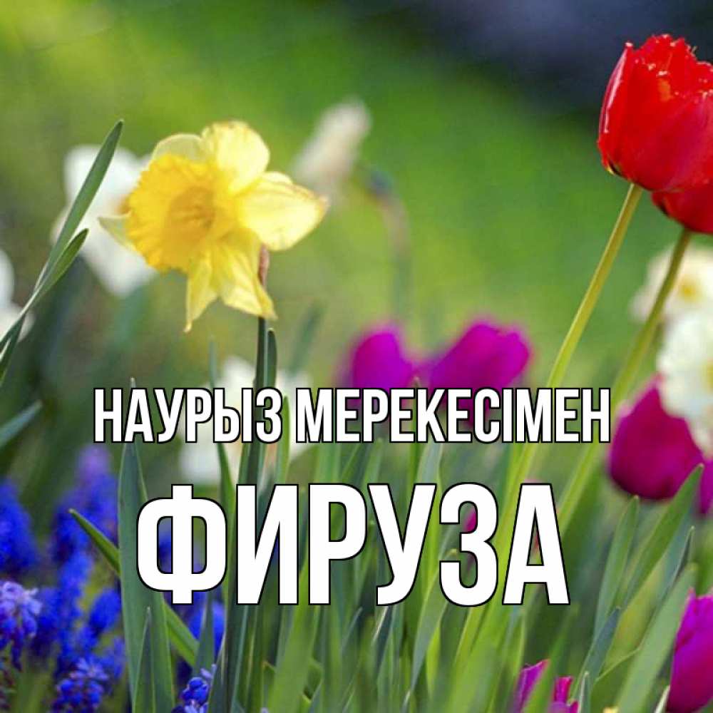 Күн сайын ашық хат с именем, ФИРУЗА Наурыз мерекесімен праздник весны наурыз 3 Онлайн тегін жүктеп алу тілектері бар керемет карта 