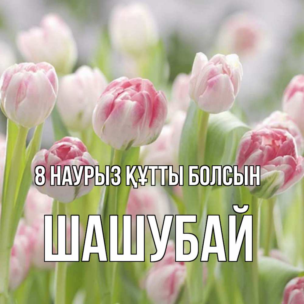 Күн сайын ашық хат с именем, ШАШУБАЙ 8 наурыз құтты болсын цветы Онлайн тегін жүктеп алу тілектері бар керемет карта 