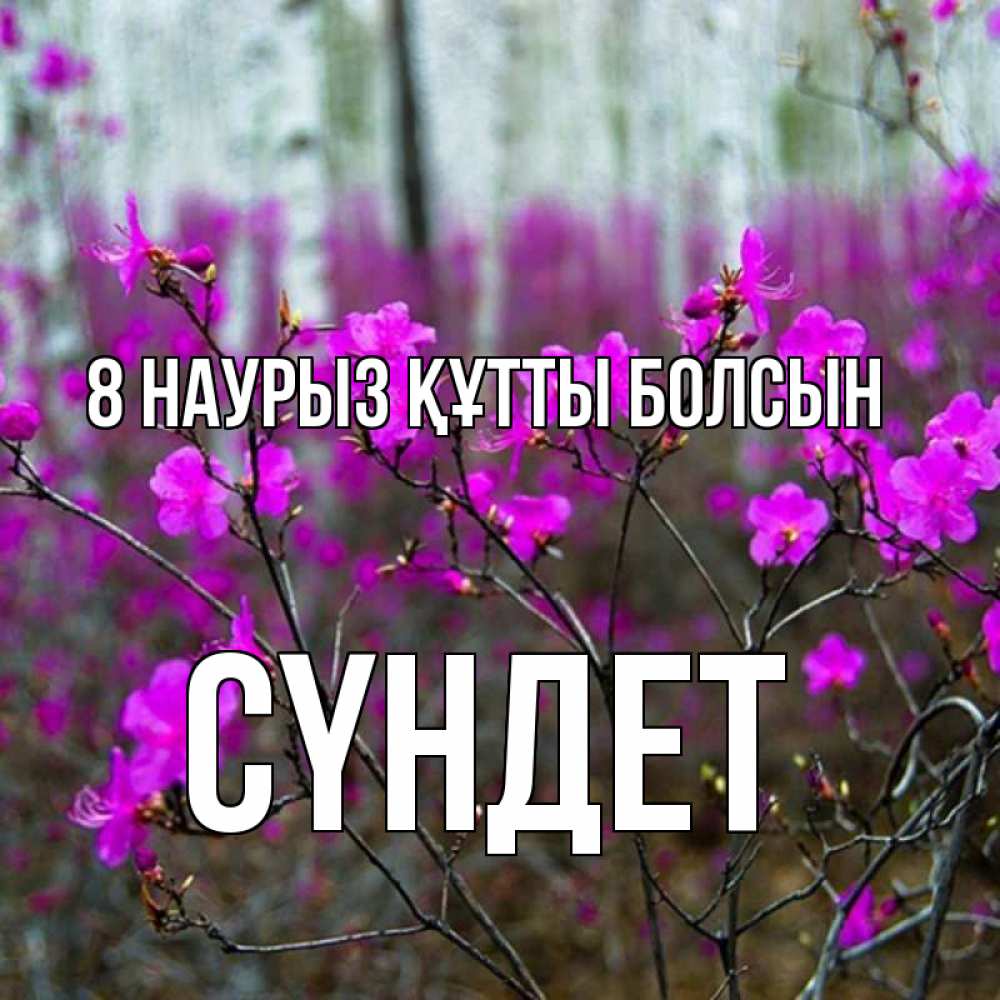 Күн сайын ашық хат с именем, СҮНДЕТ 8 наурыз құтты болсын дикие цветы Онлайн тегін жүктеп алу тілектері бар керемет карта 