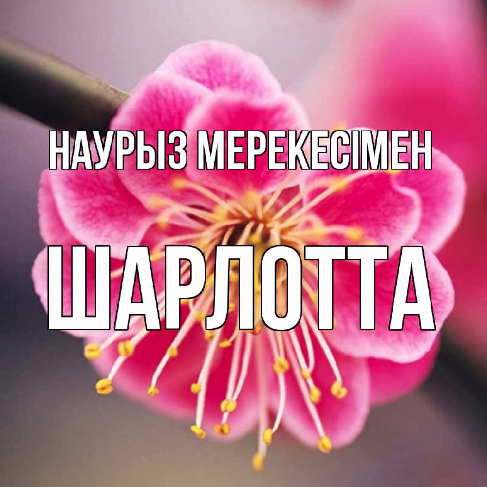 Күн сайын ашық хат с именем, Шарлотта Наурыз мерекесімен цветы Онлайн тегін жүктеп алу тілектері бар керемет карта 