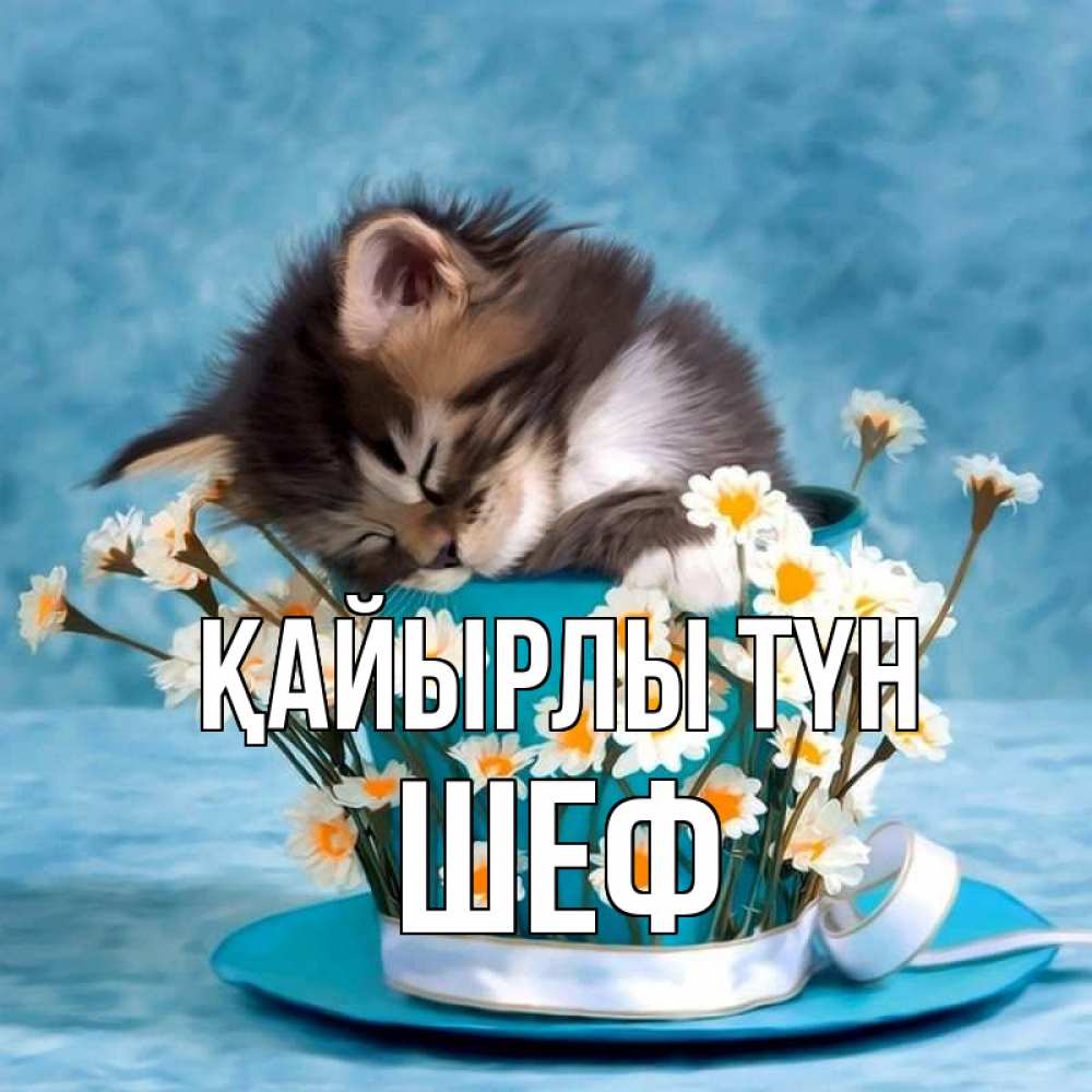 Күн сайын ашық хат с именем, Шеф Қайырлы түн котенок спит в кружке с блюдцем Онлайн тегін жүктеп алу тілектері бар керемет карта 