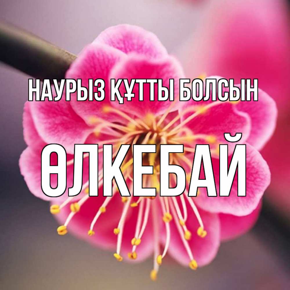 Күн сайын ашық хат с именем, ӨЛКЕБАЙ Наурыз құтты болсын цветы Онлайн тегін жүктеп алу тілектері бар керемет карта 
