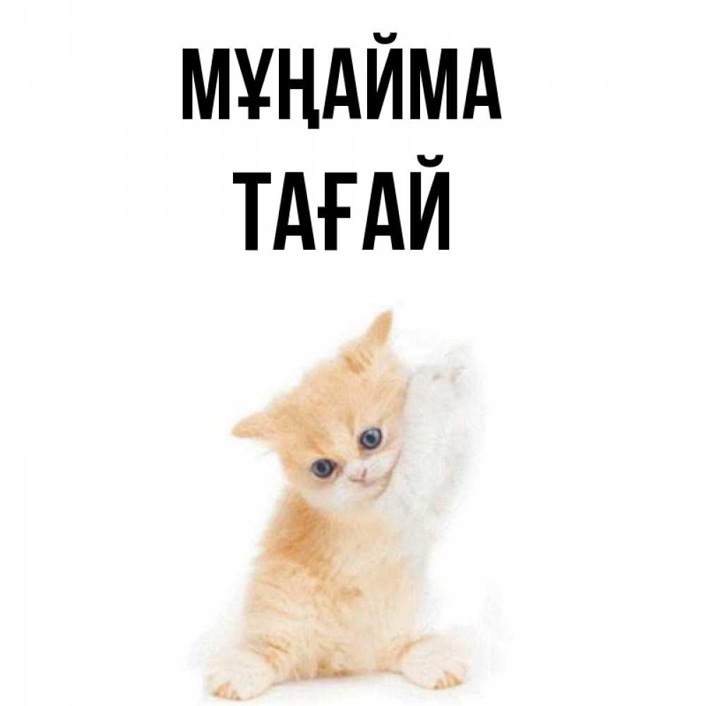 Күн сайын ашық хат с именем, ТАҒАЙ Мұңайма просящий кот Онлайн тегін жүктеп алу тілектері бар керемет карта 
