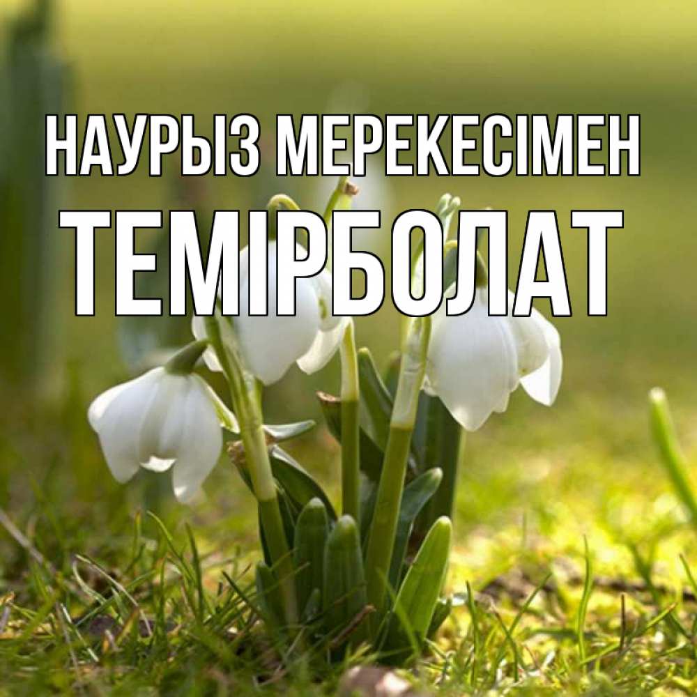 Күн сайын ашық хат с именем, ТЕМІРБОЛАТ Наурыз мерекесімен ранние цветы 2 Онлайн тегін жүктеп алу тілектері бар керемет карта 