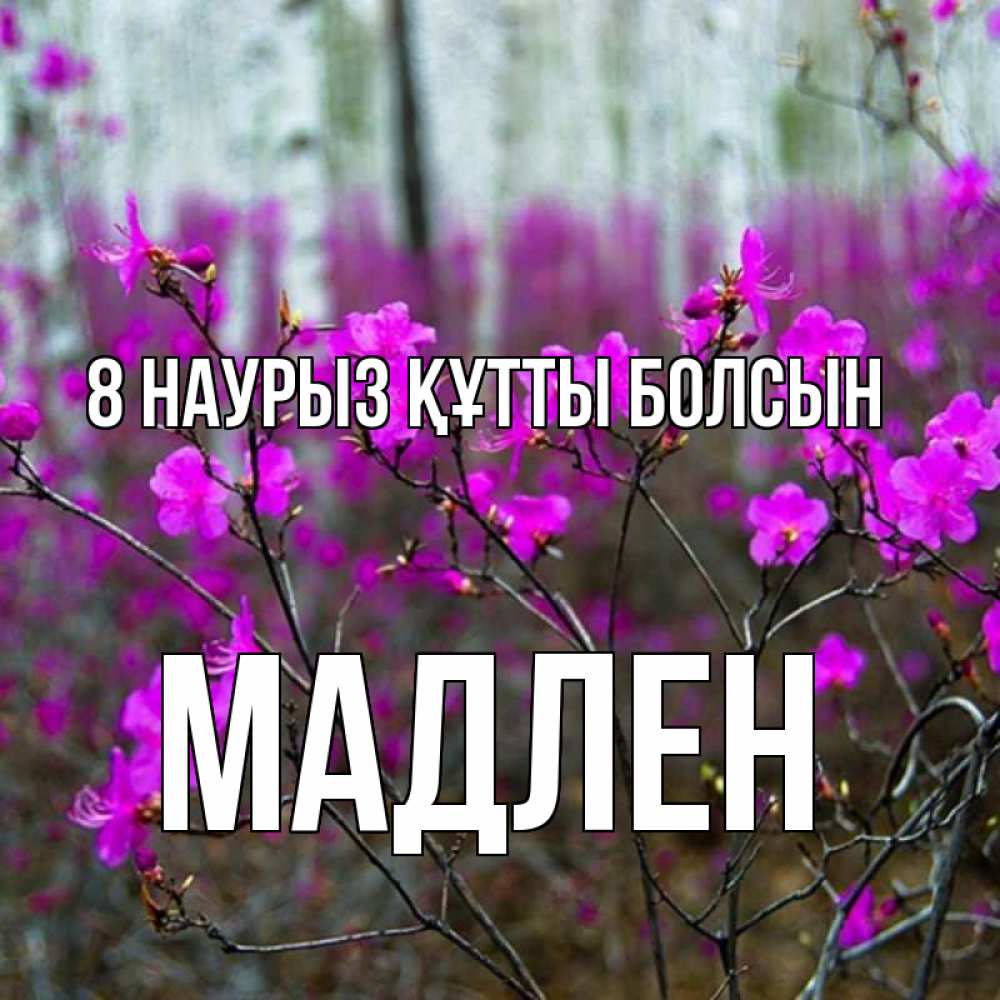 Күн сайын ашық хат с именем, Мадлен 8 наурыз құтты болсын дикие цветы Онлайн тегін жүктеп алу тілектері бар керемет карта 