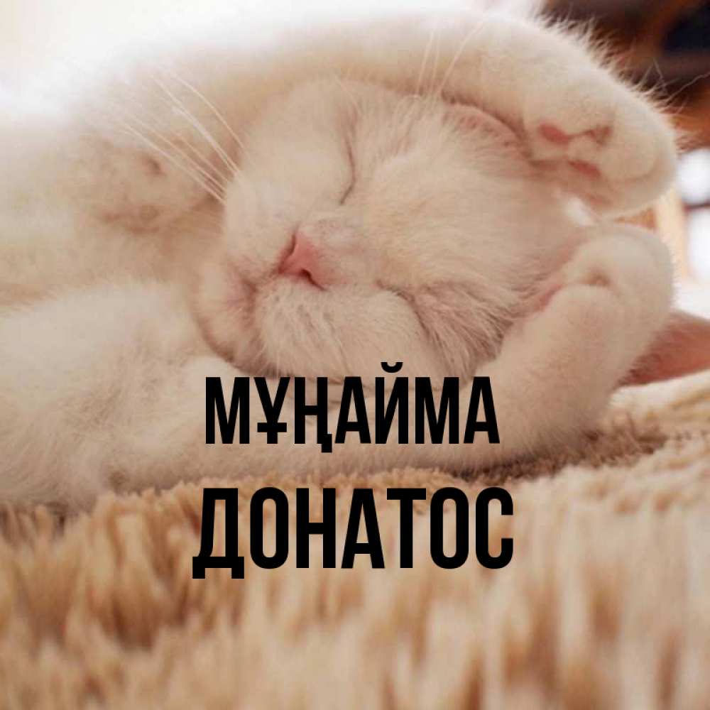 Күн сайын ашық хат с именем, Донатос Мұңайма Котенок спит Онлайн тегін жүктеп алу тілектері бар керемет карта 