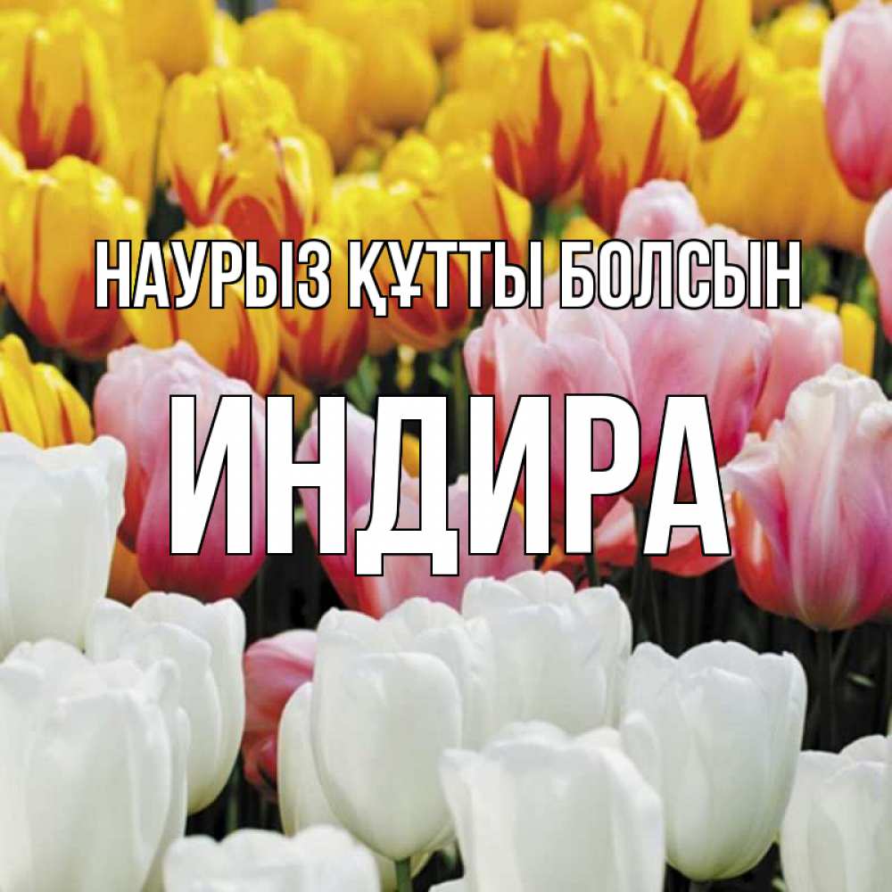Күн сайын ашық хат с именем, ИНДИРА Наурыз құтты болсын разноцветные цветы Онлайн тегін жүктеп алу тілектері бар керемет карта 