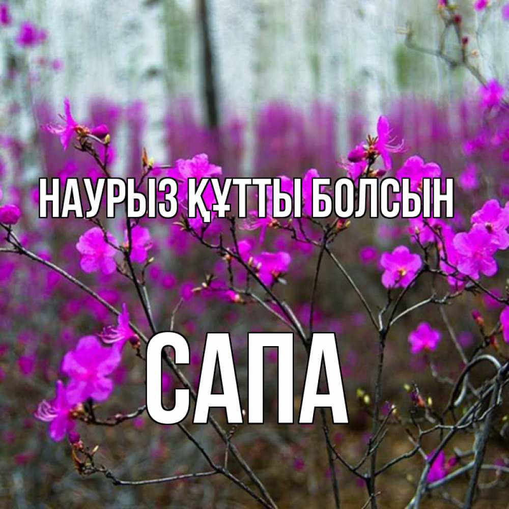 Күн сайын ашық хат с именем, САПА Наурыз құтты болсын дикие цветы Онлайн тегін жүктеп алу тілектері бар керемет карта 