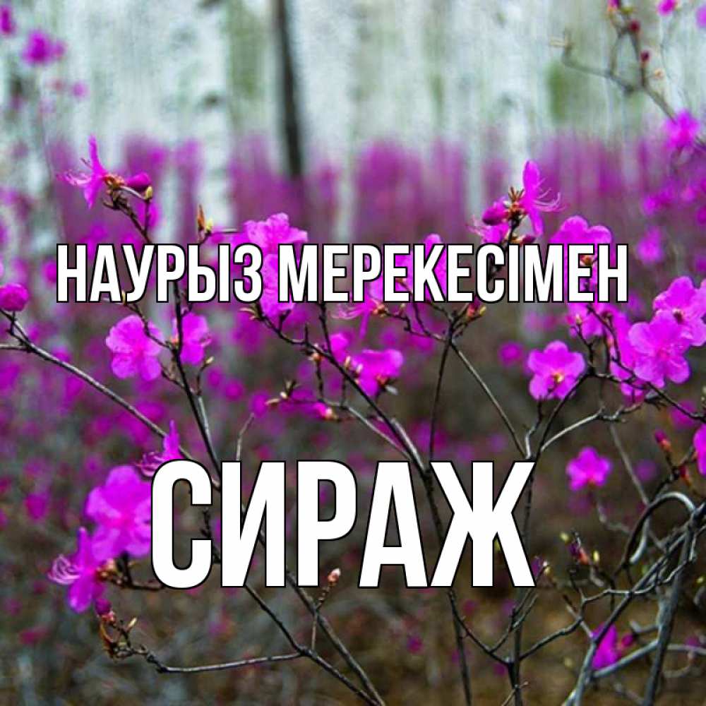 Күн сайын ашық хат с именем, СИРАЖ Наурыз мерекесімен дикие цветы Онлайн тегін жүктеп алу тілектері бар керемет карта 