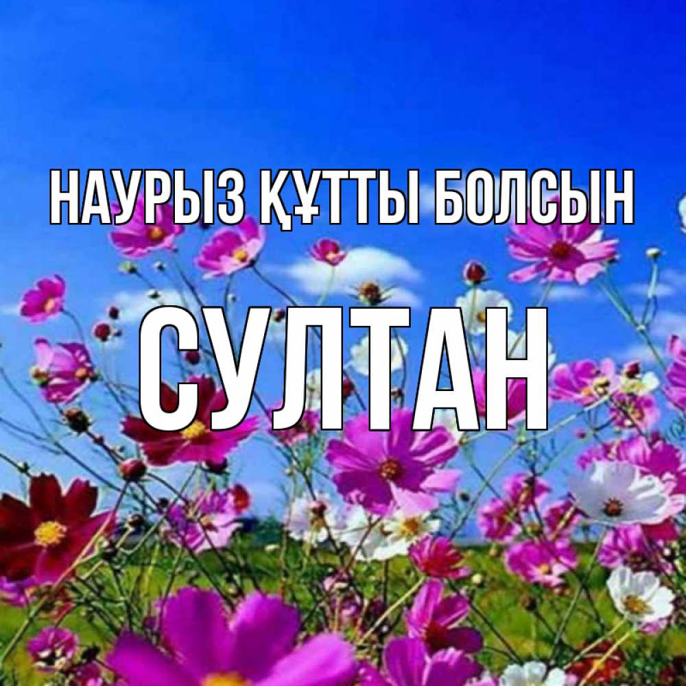 Күн сайын ашық хат с именем, Султан Наурыз құтты болсын цветы Онлайн тегін жүктеп алу тілектері бар керемет карта 