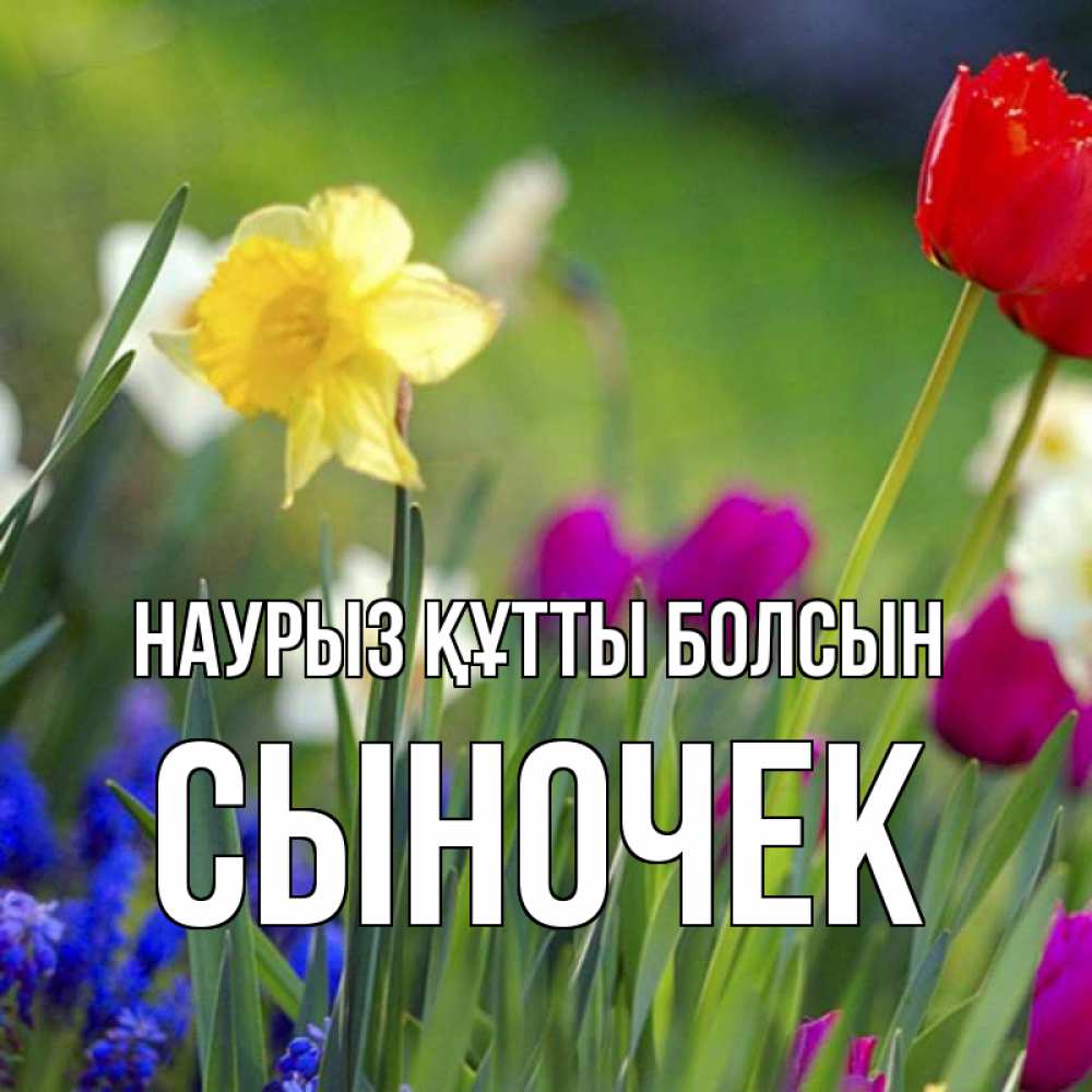 Күн сайын ашық хат с именем, Сыночек Наурыз құтты болсын наурыз  3 открытки Онлайн тегін жүктеп алу тілектері бар керемет карта 