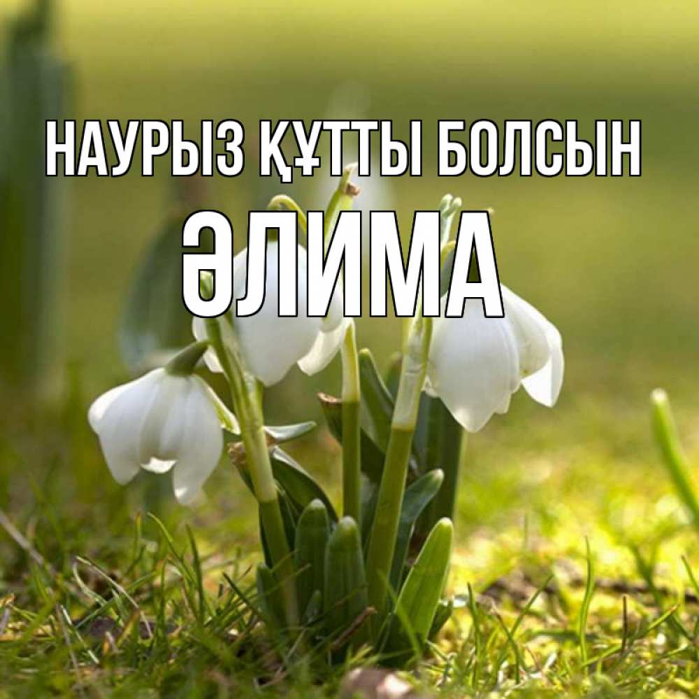 Күн сайын ашық хат с именем, ӘЛИМА Наурыз құтты болсын ранние цветы 2 Онлайн тегін жүктеп алу тілектері бар керемет карта 