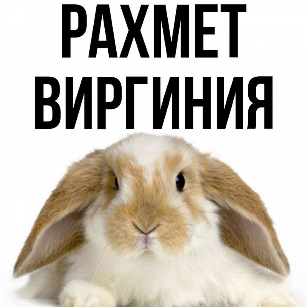 Күн сайын ашық хат с именем, Виргиния рахмет коричнево белый заяц Онлайн тегін жүктеп алу тілектері бар керемет карта 