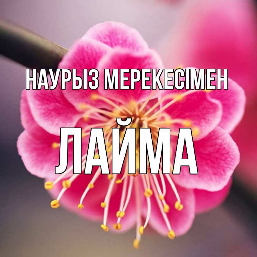 Күн сайын ашық хат с именем, Лайма Наурыз мерекесімен цветы Онлайн тегін жүктеп алу тілектері бар керемет карта 