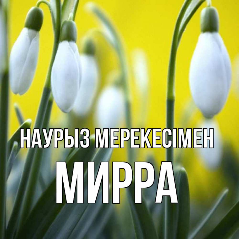 Күн сайын ашық хат с именем, Мирра Наурыз мерекесімен весенние цветы Онлайн тегін жүктеп алу тілектері бар керемет карта 