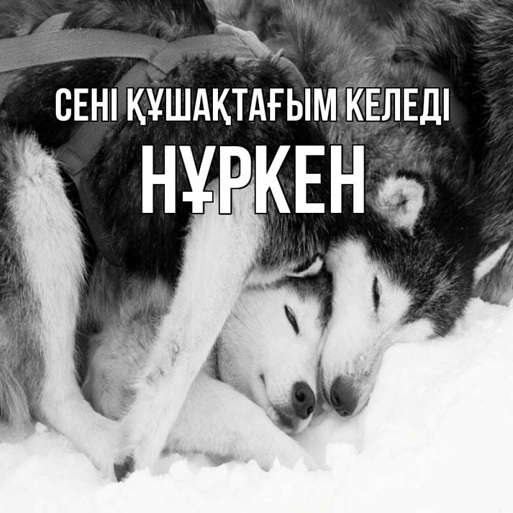 Күн сайын ашық хат с именем, Нұркен сені құшақтағым келеді собачки в упряжке Онлайн тегін жүктеп алу тілектері бар керемет карта 