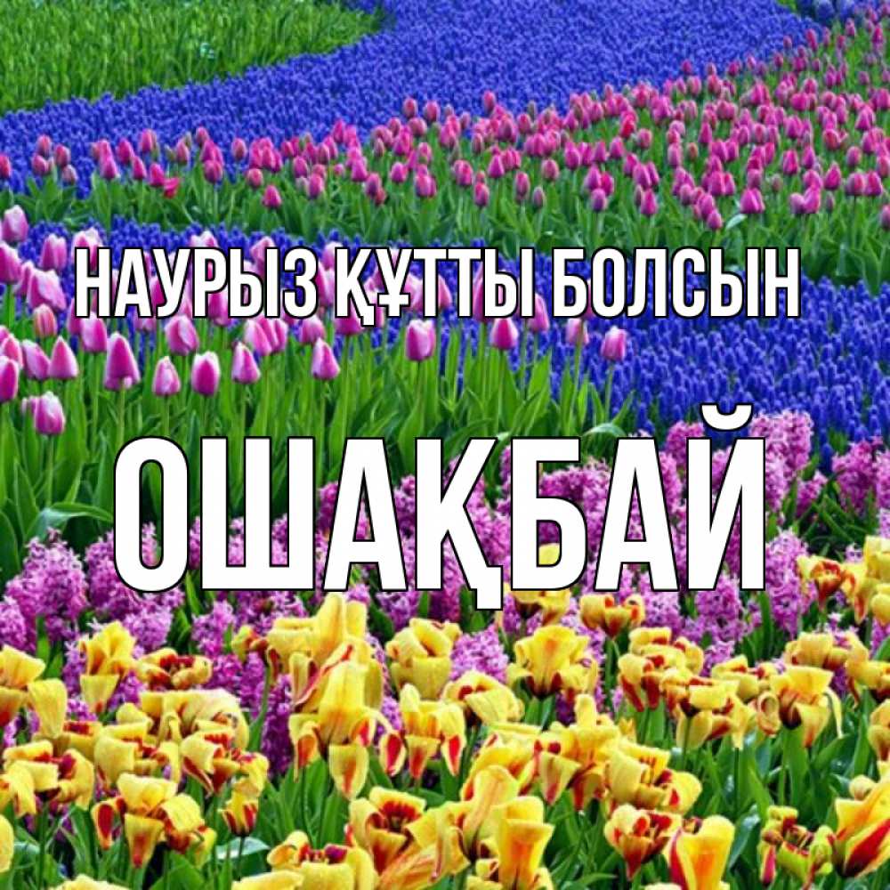 Күн сайын ашық хат с именем, ОШАҚБАЙ Наурыз құтты болсын цветы Онлайн тегін жүктеп алу тілектері бар керемет карта 