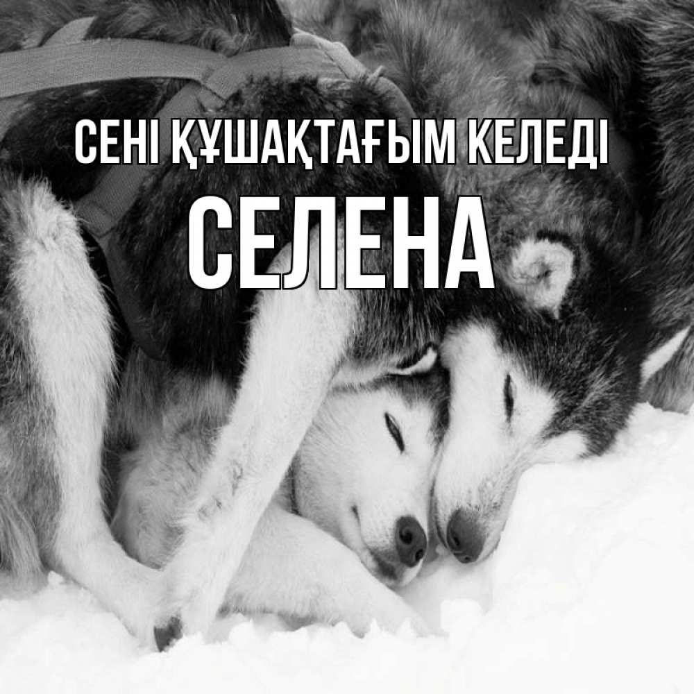 Күн сайын ашық хат с именем, Селена сені құшақтағым келеді собачки в упряжке Онлайн тегін жүктеп алу тілектері бар керемет карта 