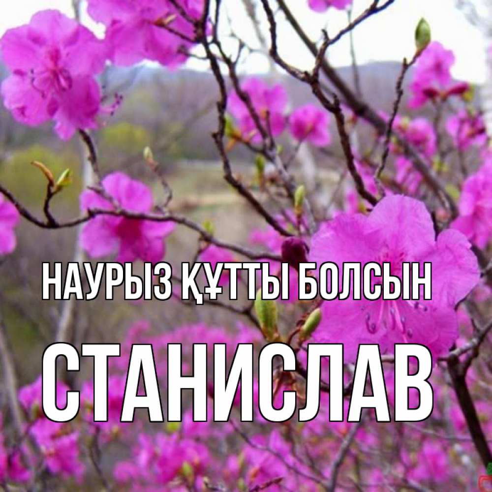 Күн сайын ашық хат с именем, Станислав Наурыз құтты болсын наурыз мейрамы кутты болсын Онлайн тегін жүктеп алу тілектері бар керемет карта 
