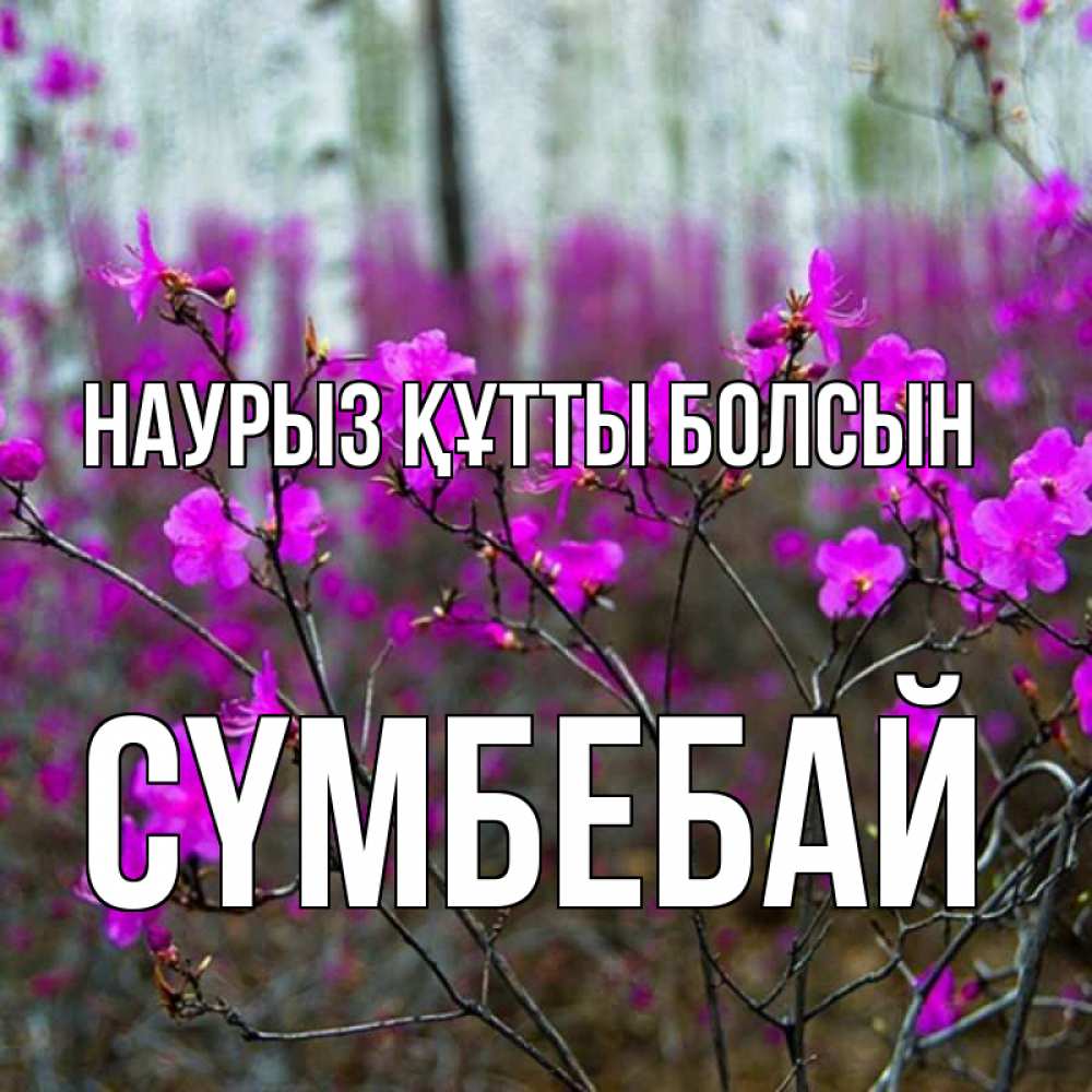 Күн сайын ашық хат с именем, СҮМБЕБАЙ Наурыз құтты болсын дикие цветы Онлайн тегін жүктеп алу тілектері бар керемет карта 