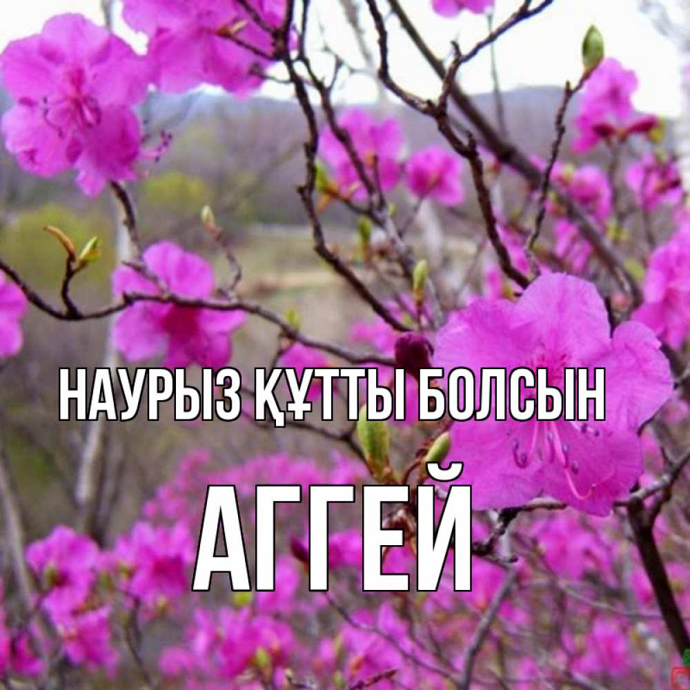 Күн сайын ашық хат с именем, Аггей Наурыз құтты болсын наурыз мейрамы кутты болсын Онлайн тегін жүктеп алу тілектері бар керемет карта 