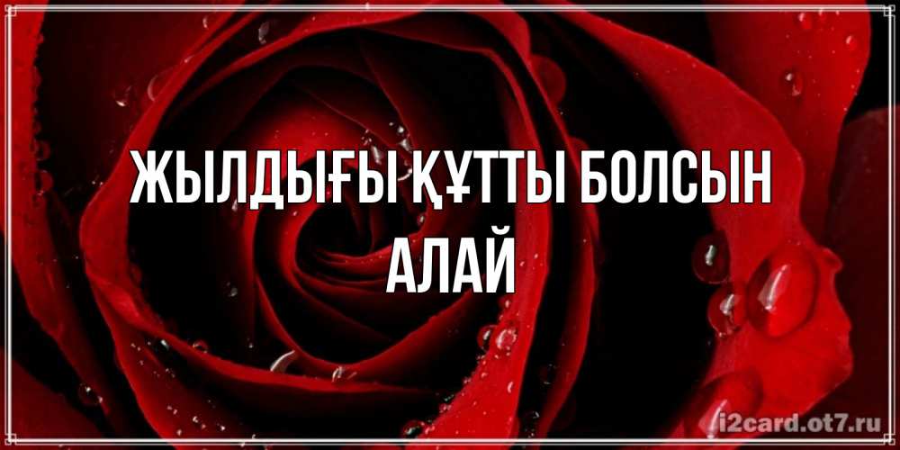 Күн сайын ашық хат с именем, Алай Жылдығы құтты болсын крупная бордовая роза Онлайн тегін жүктеп алу тілектері бар керемет карта 