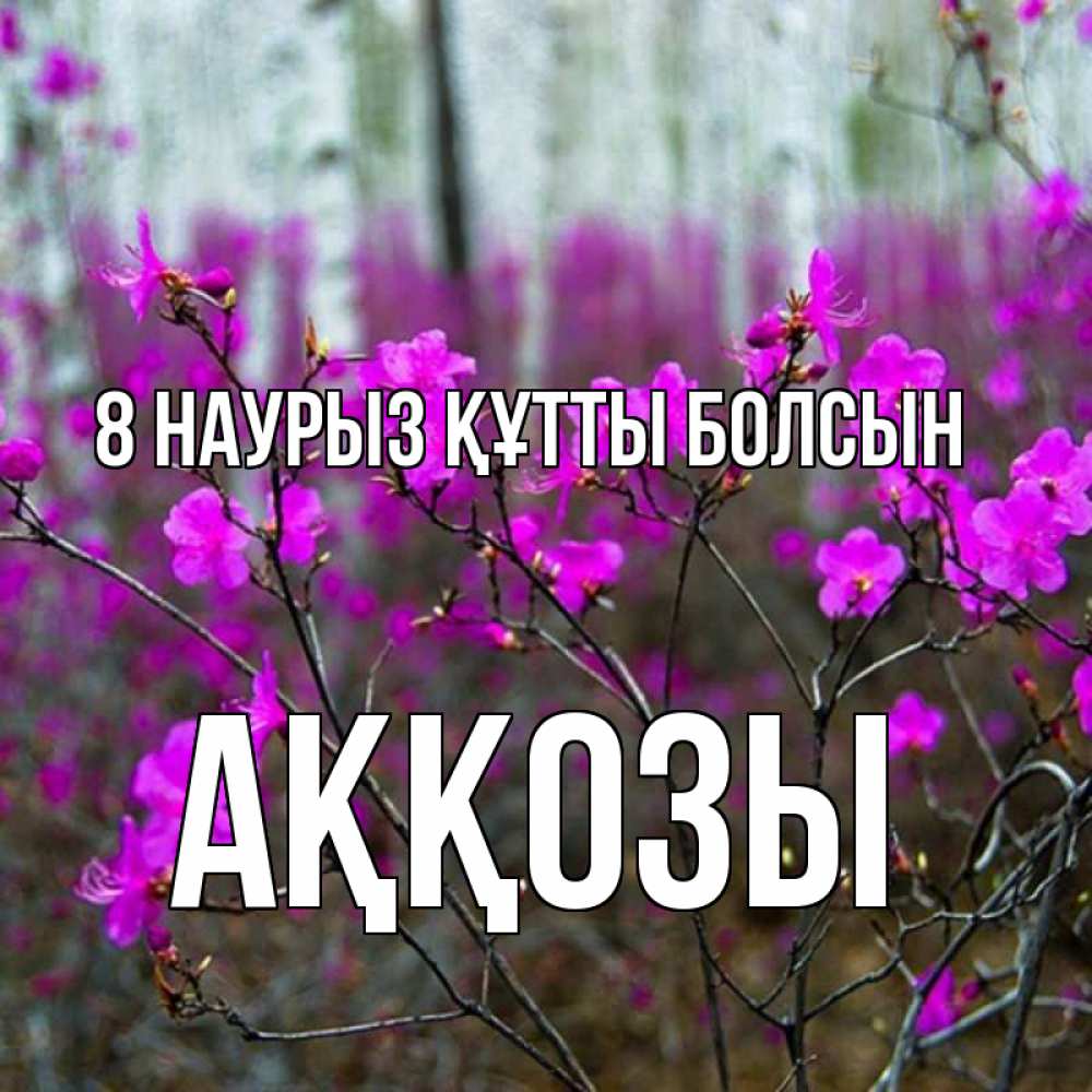 Күн сайын ашық хат с именем, Аққозы 8 наурыз құтты болсын дикие цветы Онлайн тегін жүктеп алу тілектері бар керемет карта 