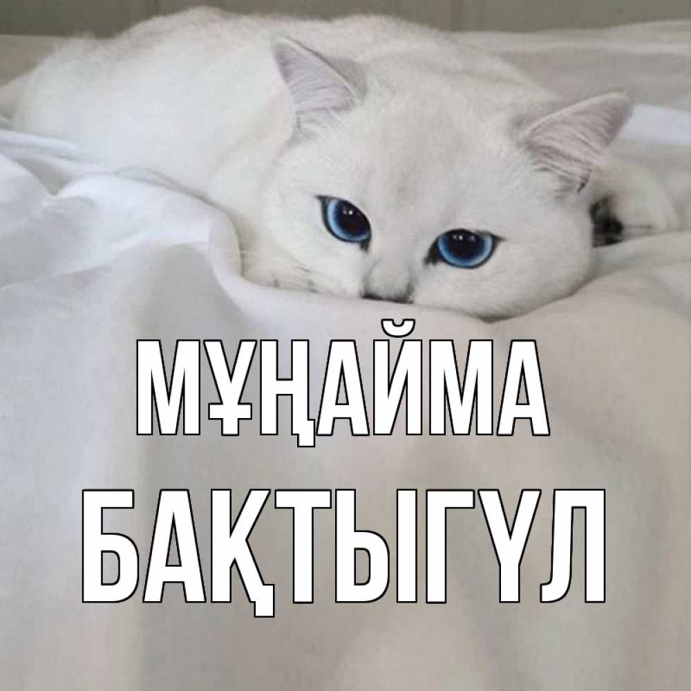 Күн сайын ашық хат с именем, БАҚТЫГҮЛ Мұңайма белый кот с голубыми глазами на белоснежной кровати Онлайн тегін жүктеп алу тілектері бар керемет карта 