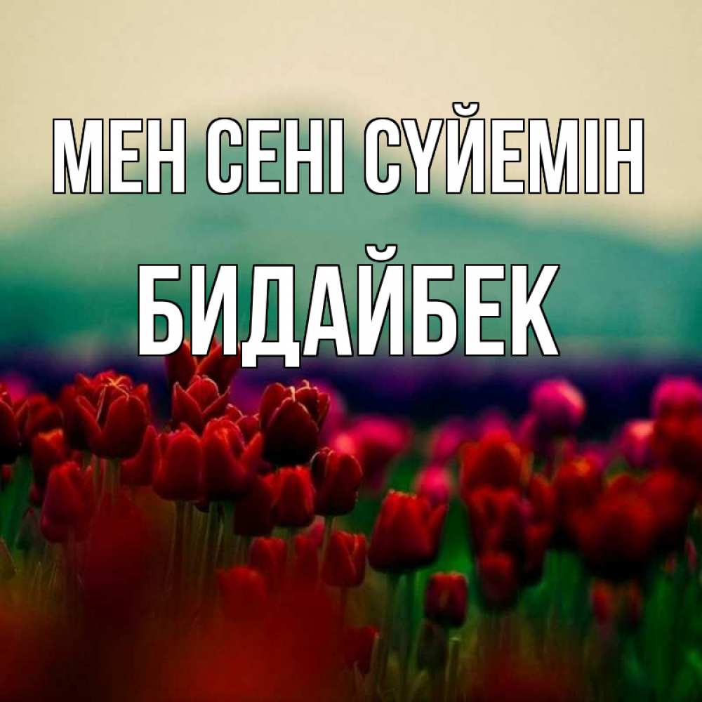 Күн сайын ашық хат с именем, Бидайбек Мен сені сүйемін тюльпаны 4 Онлайн тегін жүктеп алу тілектері бар керемет карта 