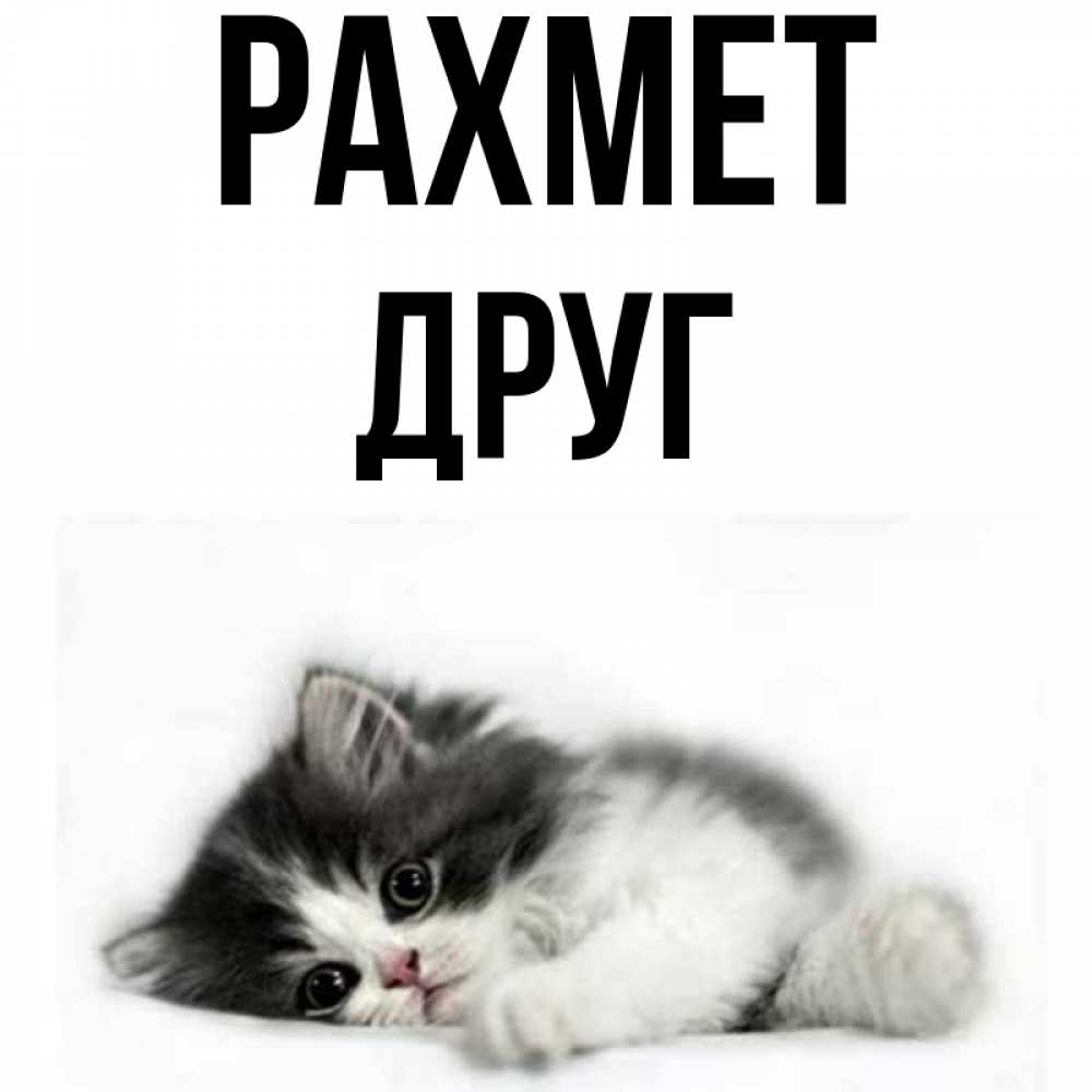 Күн сайын ашық хат с именем, Друг рахмет черный и белый кот Онлайн тегін жүктеп алу тілектері бар керемет карта 