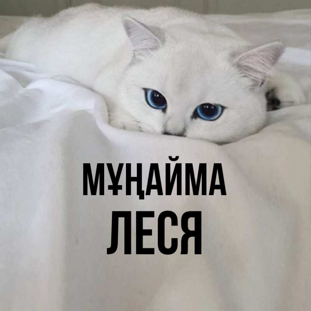 Күн сайын ашық хат с именем, Леся Мұңайма Голубоглазая кошка Онлайн тегін жүктеп алу тілектері бар керемет карта 