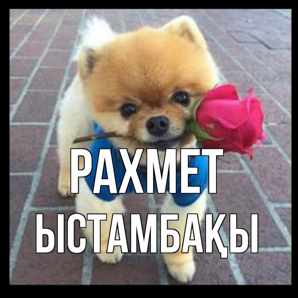 Күн сайын ашық хат с именем, ЫСТАМБАҚЫ рахмет спасибо и дарю тебе цветок Онлайн тегін жүктеп алу тілектері бар керемет карта 