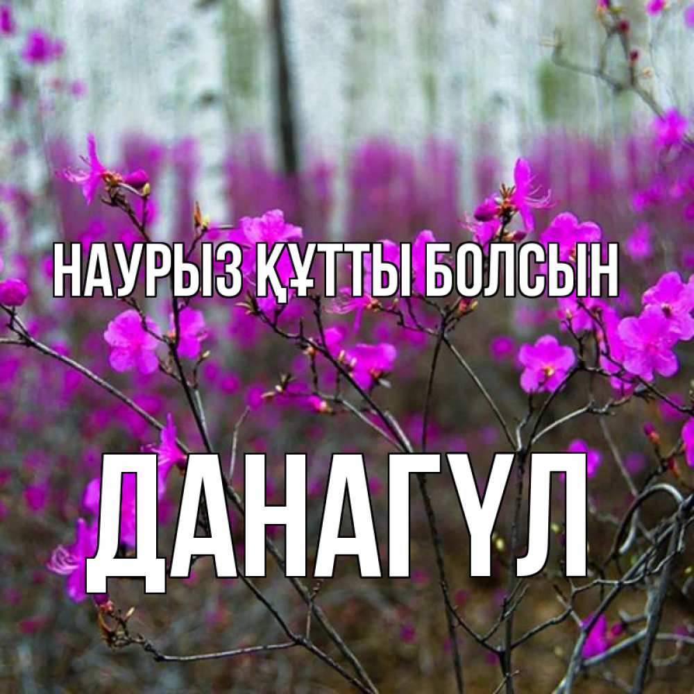 Күн сайын ашық хат с именем, ДАНАГҮЛ Наурыз құтты болсын дикие цветы Онлайн тегін жүктеп алу тілектері бар керемет карта 