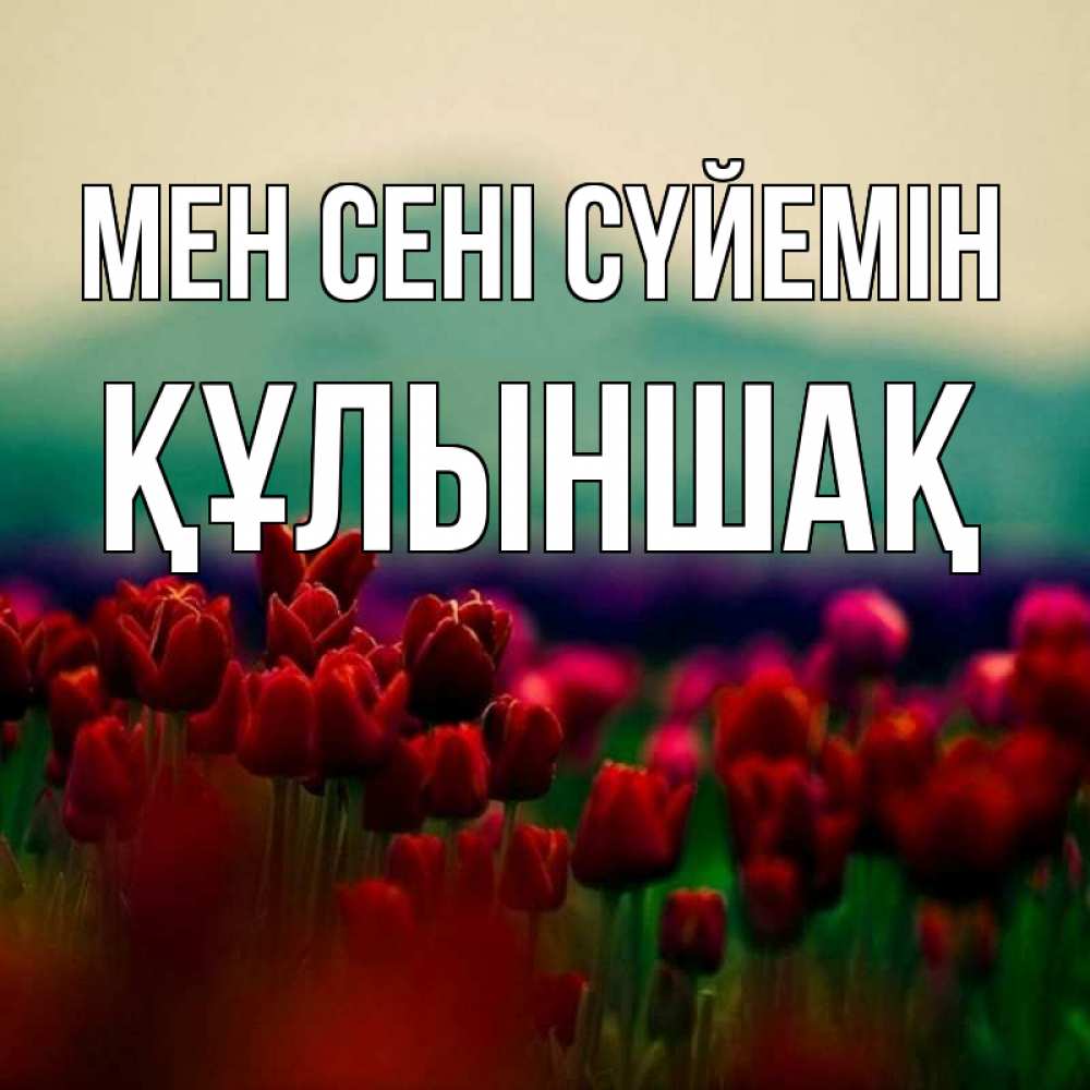 Күн сайын ашық хат с именем, ҚҰЛЫНШАҚ Мен сені сүйемін тюльпаны 4 Онлайн тегін жүктеп алу тілектері бар керемет карта 