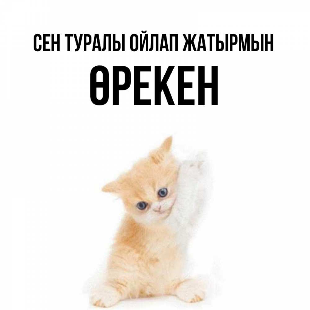 Күн сайын ашық хат с именем, ӨРЕКЕН Сен туралы ойлап жатырмын зверушки и милота Онлайн тегін жүктеп алу тілектері бар керемет карта 