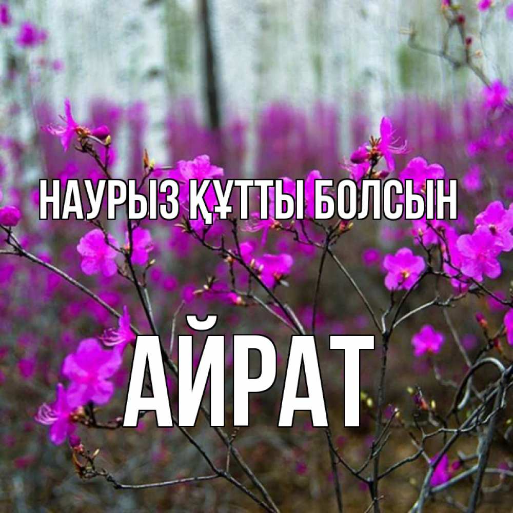 Күн сайын ашық хат с именем, Айрат Наурыз құтты болсын дикие цветы Онлайн тегін жүктеп алу тілектері бар керемет карта 