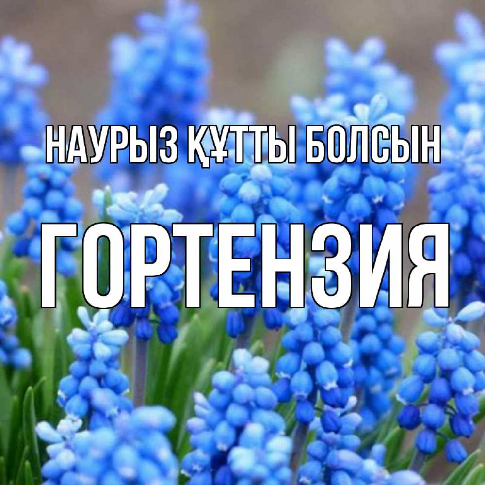 Күн сайын ашық хат с именем, Гортензия Наурыз құтты болсын Поздравительная открытка для женщин с цветами на праздничную дату Онлайн тегін жүктеп алу тілектері бар керемет карта 