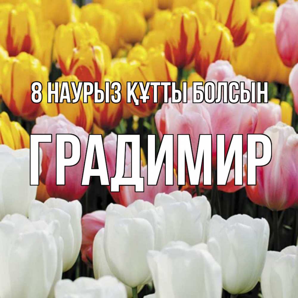 Күн сайын ашық хат с именем, Градимир 8 наурыз құтты болсын разноцветные цветы Онлайн тегін жүктеп алу тілектері бар керемет карта 