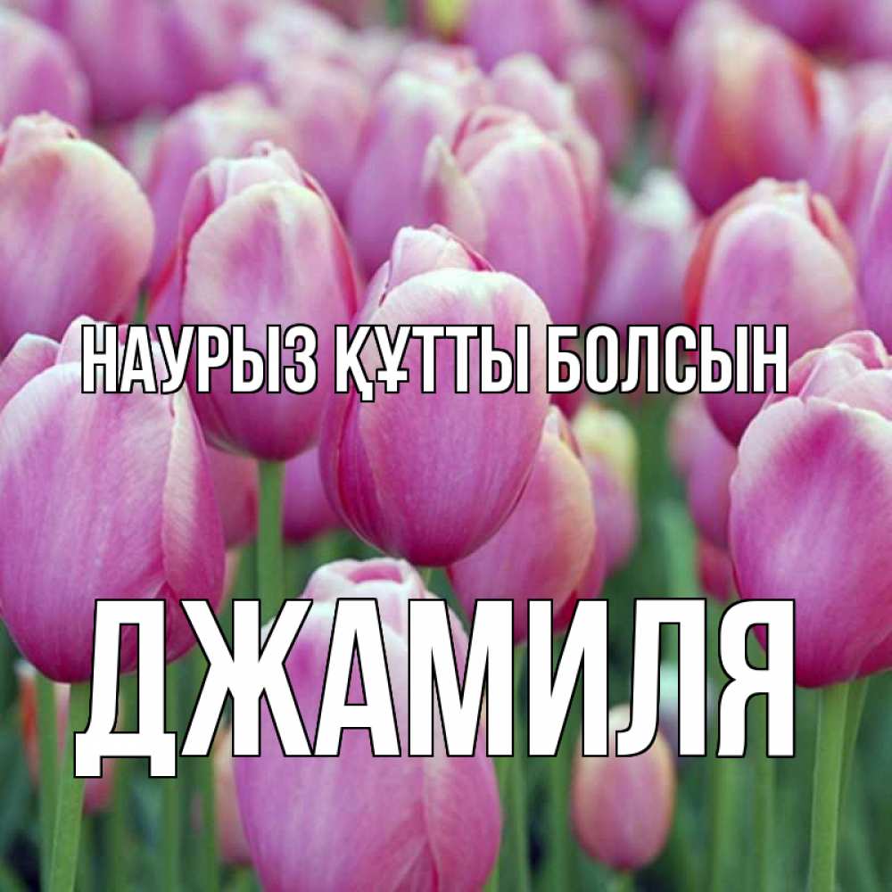 Күн сайын ашық хат с именем, Джамиля Наурыз құтты болсын на наурыз  день 3 Онлайн тегін жүктеп алу тілектері бар керемет карта 
